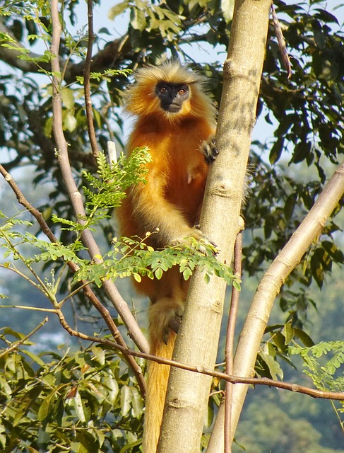 Kaziranga National Park Safari