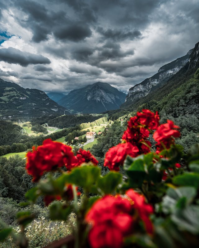 Valley of Flowers Tour