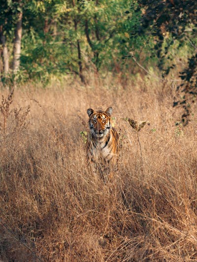 Satkosia, Bhitarkanika & Shimilipal Tour