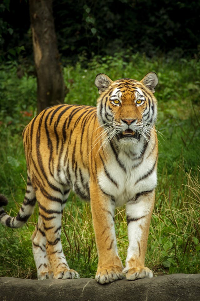 Jim Corbett National Park