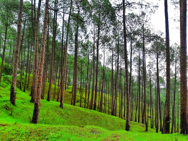 Ranikhet Tour