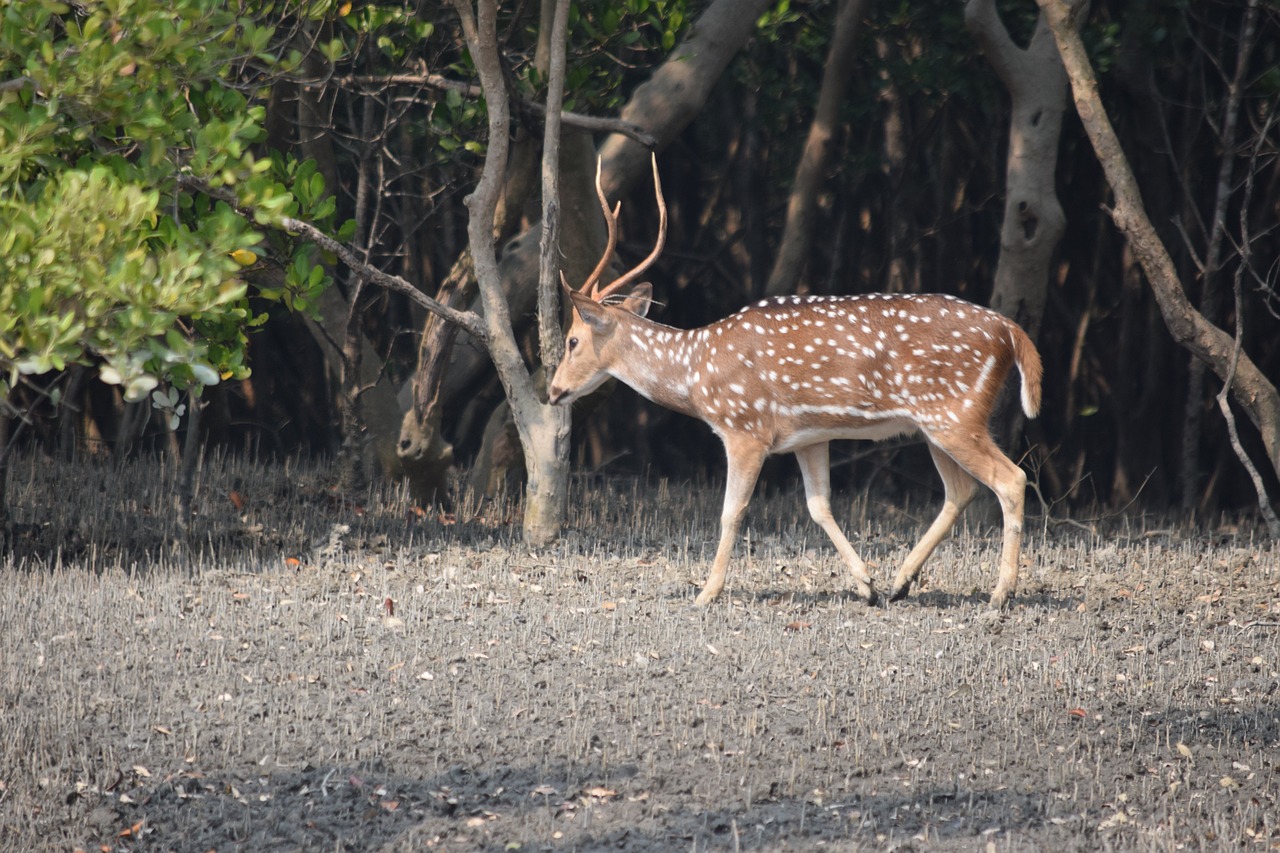 1 NIGHTS 2 DAYS SUNDARBAN